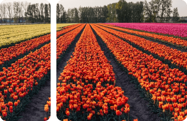 Netherlands VPS server in Amsterdam with enterprise-grade hosting