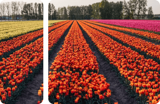 Netherlands VPS server in Amsterdam with enterprise-grade hosting